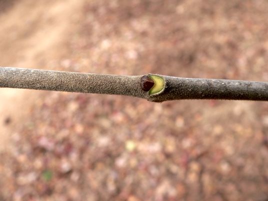 {Fraxinus biltmoreana}